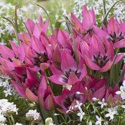 [棚卸セール]チューリップ（原種系）：ノラ　2球セット