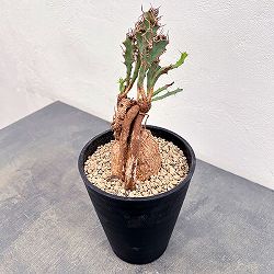 ユーフォルビア：ブルアナ　6号鉢植え