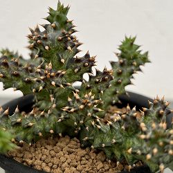 エディスコレア：グランディス　3号鉢植え