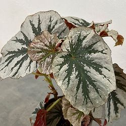 ベゴニア：ルッキンググラス　4鉢植え
