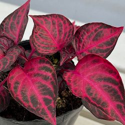 イレシネ：ハーブスティー 3.5号ポット