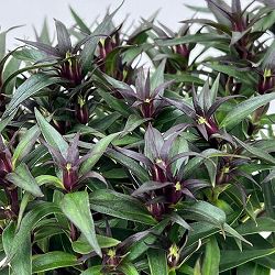 リンドウ:セシルピンク3号ポット