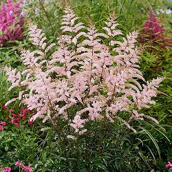 アスチルベ：プリティインピンク6号ポット