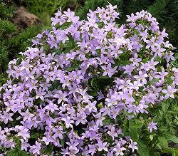 カンパニュラ：ラクチフローラ3号ポット