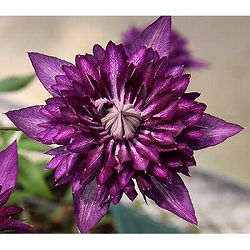 [26年2月中下旬予約]クレマチス：サイド・ストーリー4.5号ポット(フロリダ系)