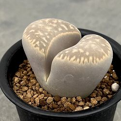 リトープス：繭形玉（まゆがたぎょく）2.5号鉢植え*