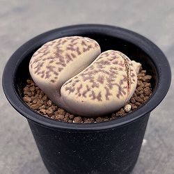 リトープス：石榴玉　2.5号鉢植え*