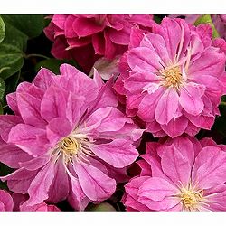 [26年2月中下旬予約]クレマチス：ラナ4.5号ポット（八重咲・パテンス系）