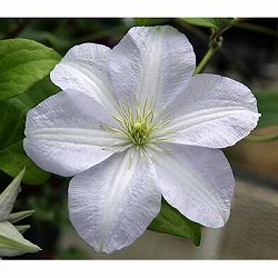 [26年2月中下旬予約]クレマチス：ホワイト・アルバム（PVP）4.5号ポット（ジャックマニー系）