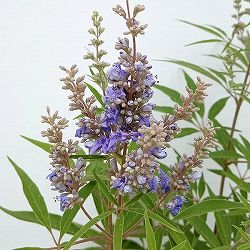 西洋ニンジンボク：デルタブルース（青紫花）3.5号ポット