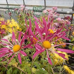肥後菊：天の羽衣3号ポット