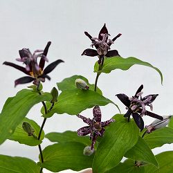 ホトトギス：黒花ホトトギス 大黒天 3号ポット