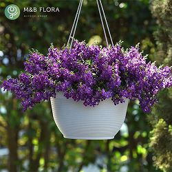 [26年5月中下旬予約]アンゲロニア：エンジェルミスト　ダークパープル3.5号ポット