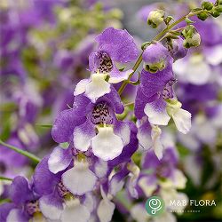 [26年5月中下旬予約]アンゲロニア：エンジェルミスト　ブルーバード3.5号ポット