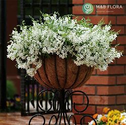 [26年5月中下旬予約]アンゲロニア：エンジェルミスト　ホワイト3.5号ポット