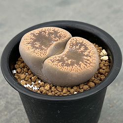 リトープス：日輪玉（にちりんぎょく）Aタイプ　2.5号鉢植え