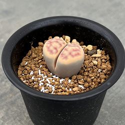 リトープス：日輪玉（にちりんぎょく）Bタイプ　2.5号鉢植え