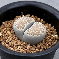 リトープス：マルチーニ　2.5号鉢植え
