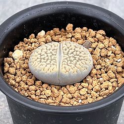リトープス：ダブネリー　2.5号鉢植え