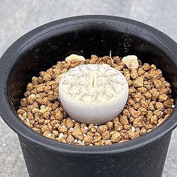 リトープス：曲玉　2.5号鉢植え