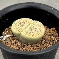 リトープス：スザンナエ　2.5号鉢植え
