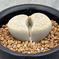 リトープス：黄花繭型玉　2.5号鉢植え