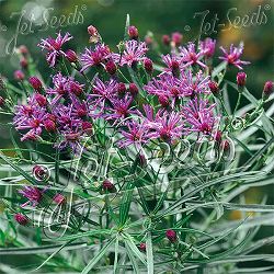 バーノニア：レターマニー3号ポット