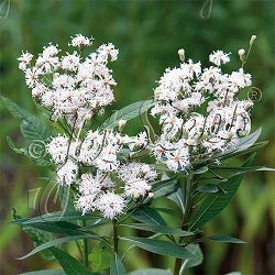 バーノニア：ノベボラセンス ホワイトライトニング3号ポット