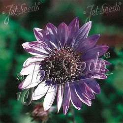 ベルケア：パープレア（プルプレア）3号ポット