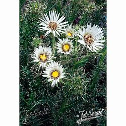 ベルケア：キルシフォリア3号ポット