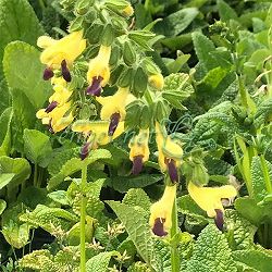 サルビア：ブレヤナ3号ポット