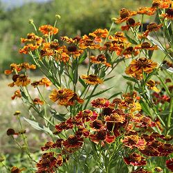 ヘレニウム：ヘレナ レッドシェード3.5号ポット