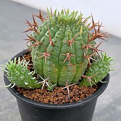 ユーフォルビア：ステリスピナ（群星冠）　3号鉢植え