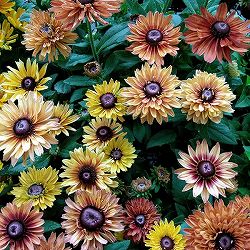 ルドベキア：キャラメルミックス4号ポット