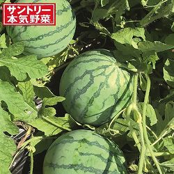 [送料無料][26年6月中下旬予約]スイカ：甘小丸(R)スイカ接木苗3.5号ポット*** 20株セット