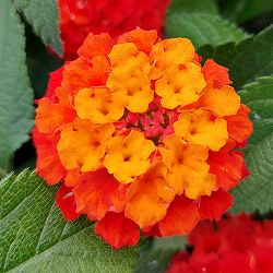 [26年5月中下旬予約]ランタナ：ジュエルポップ レッド3.5号ポット