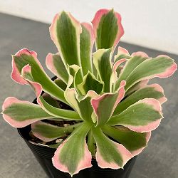 アエオニウム：リバーストーン　3.5号ポット