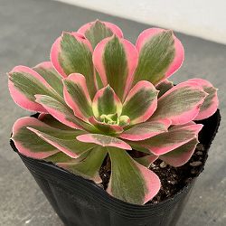 アエオニウム：ピンクウィッチ　3.5号ポット