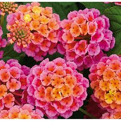 [26年5月中下旬予約]ランタナ：ジュエルポップ ローズ3.5号ポット