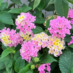 [26年5月中下旬予約]ランタナ：ジュエルポップ サクラ3.5号ポット