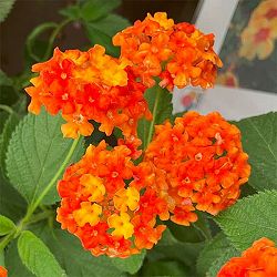 [26年5月中下旬予約]ランタナ：ジュエルポップ オレンジ3.5号ポット