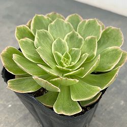 アエオニウム：ハロウィン錦　3.5号ポット