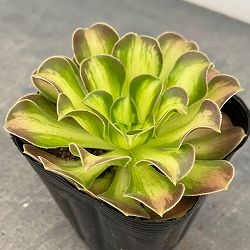 アエオニウム：ショウカ　3.5号ポット