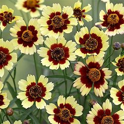 [26年5月中下旬予約]コレオプシス：クール バナナ＆チェリー3.5号ポット