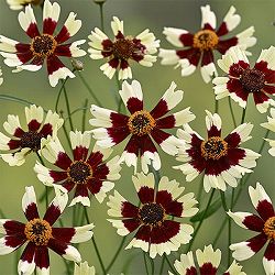 [26年5月中下旬予約]コレオプシス：クール バーガンディ＆ホワイト3.5号ポット