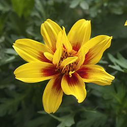 ビデンス：ダブルパッション3.5号ポット