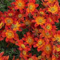 ビデンス：インフェルノ3.5号ポット