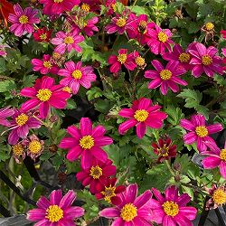 ビデンス：マジェンタピンク3.5号ポット