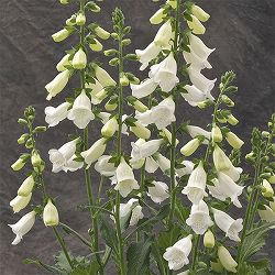 ジギタリス：ハナビーホワイト3.5号ポット