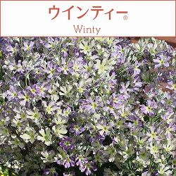 [26年1月中下旬予約]サクラソウ：ウインティーブルーピコティ5号鉢植え